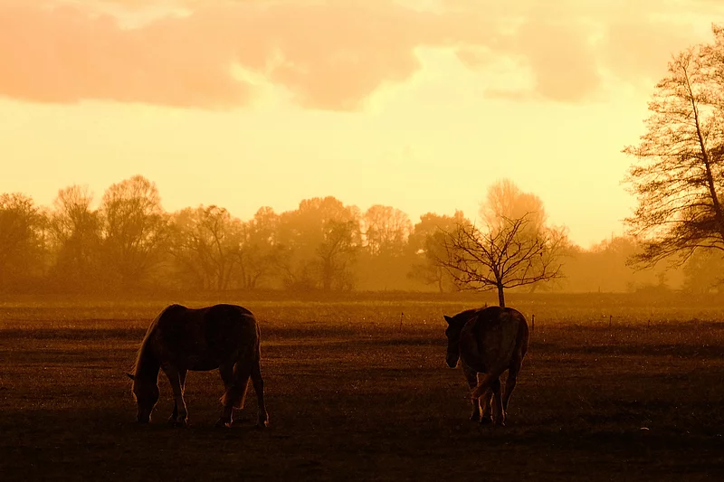 Haflinger auf der Weide