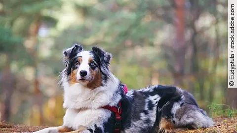 Blue merle Australian Shepherd dog with a red harness lying down