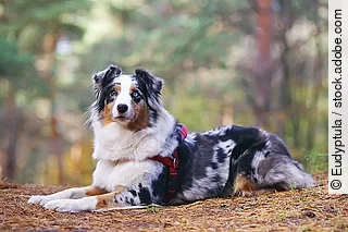 Blue merle Australian Shepherd dog with a red harness lying down