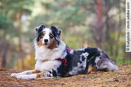 Blue merle Australian Shepherd dog with a red harness lying down