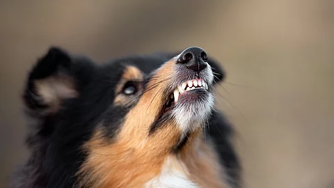 Drohender Hund Drohender Hund