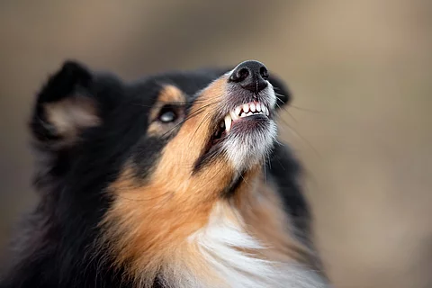 Drohender Hund