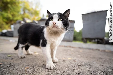 Straßenkatze