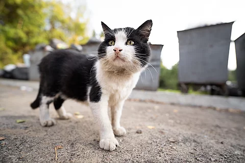 Straßenkatze