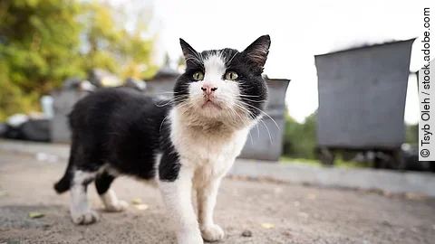 Straßenkatze Straßenkatze