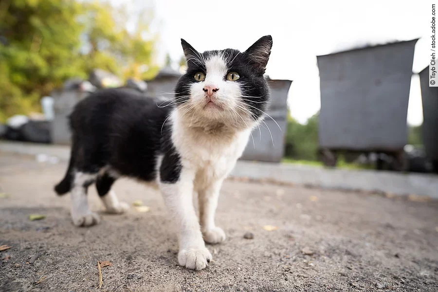 Straßenkatze