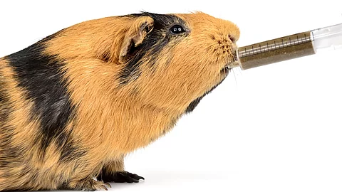 Meerschweinchen wird Notnahrung verabreicht
