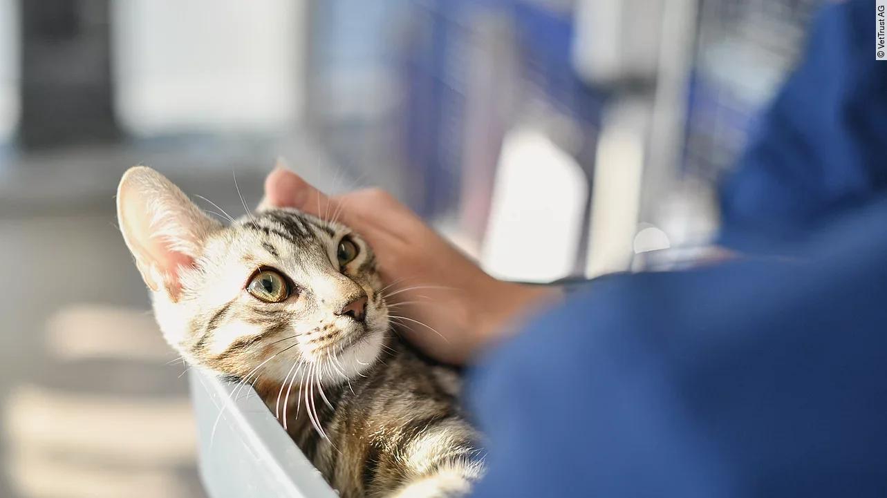 Eine getigerte Katze liegt in ihrem Transportkorb beim Tierarzt und wird von einer Person gestreichelt.