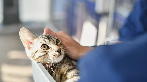 Eine getigerte Katze liegt in ihrem Transportkorb beim Tierarzt und wird von einer Person gestreichelt. Eine getigerte Katze liegt in ihrem Transportkorb beim Tierarzt und wird von einer Person gestreichelt.