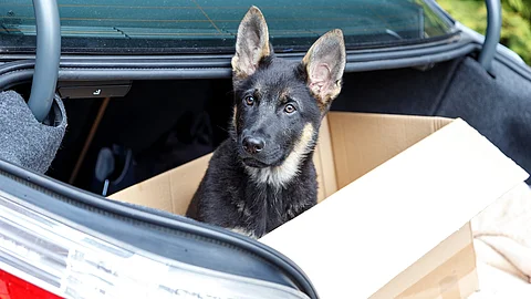 Ein Deutscher Schäferhundwelpe sitzt in einem Pappkarton im Kofferraum und schaut neugierig in die Kamera.