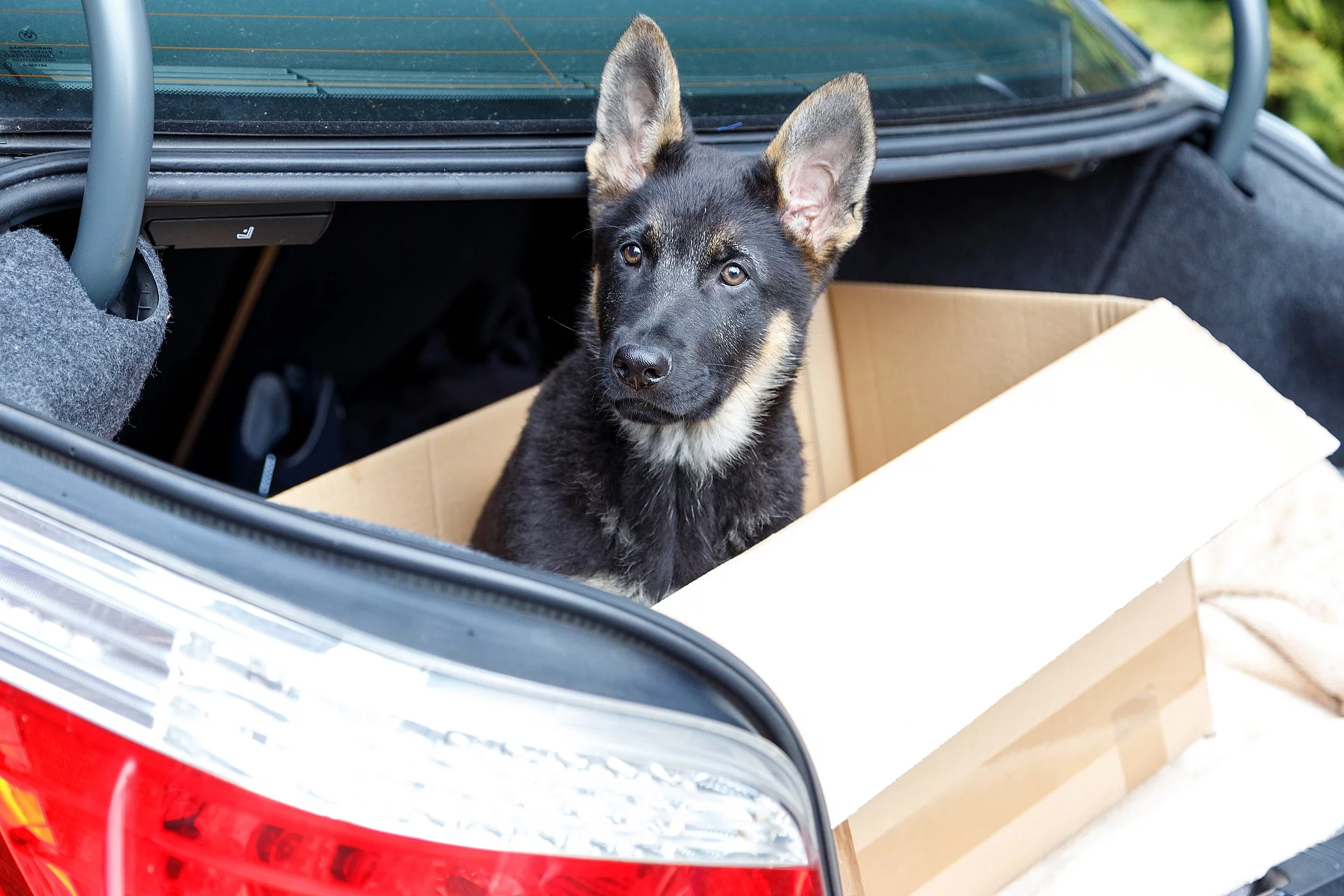 Ein Deutscher Schäferhundwelpe sitzt in einem Pappkarton im Kofferraum und schaut neugierig in die Kamera.
