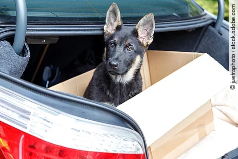Ein Deutscher Schäferhundwelpe sitzt in einem Pappkarton im Kofferraum und schaut neugierig in die Kamera.