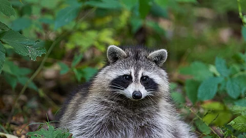 fat raccoon portrait