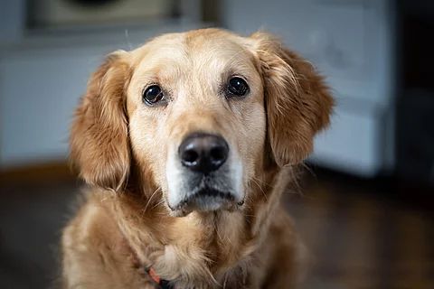 Portrait eines Golden Retrievers
