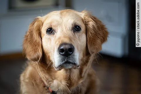 Portrait eines Golden Retrievers