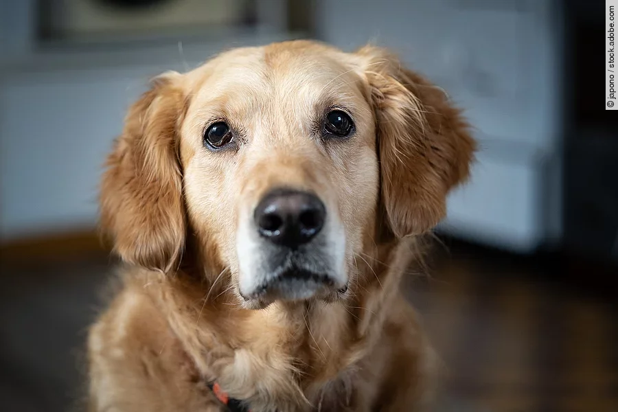 Portrait eines Golden Retrievers