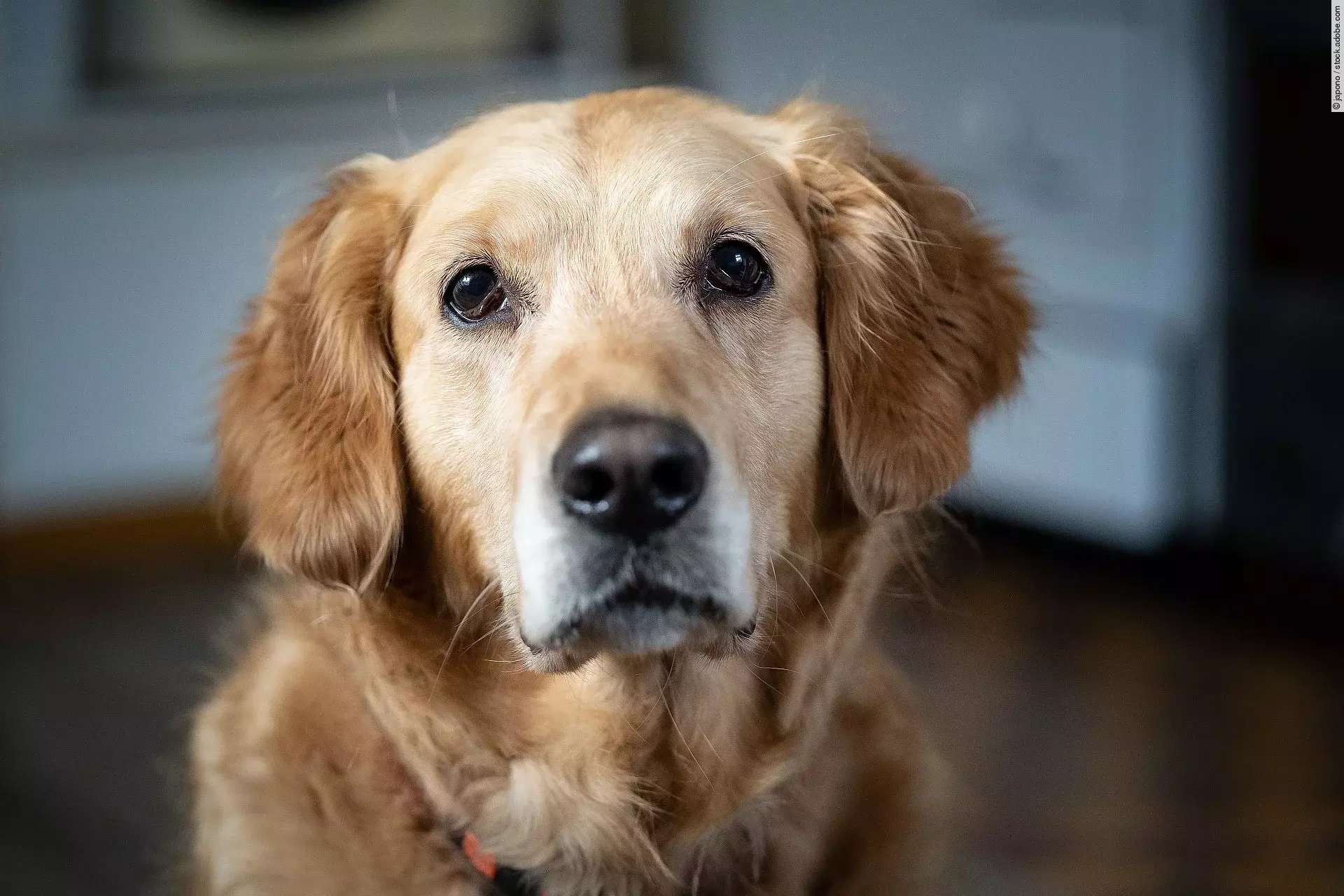 Portrait eines Golden Retrievers