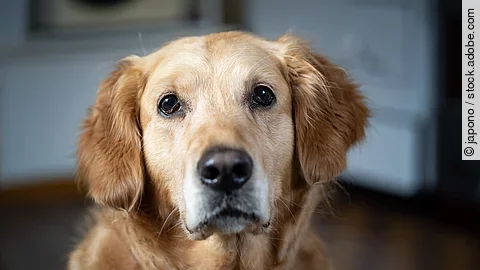 Portrait eines Golden Retrievers