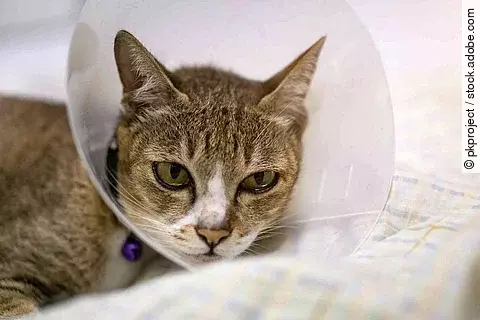 Katze mit Halskragen