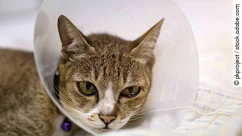 Katze mit Halskragen Katze mit Halskragen