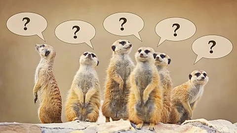 Group of watching surricatas with question marks