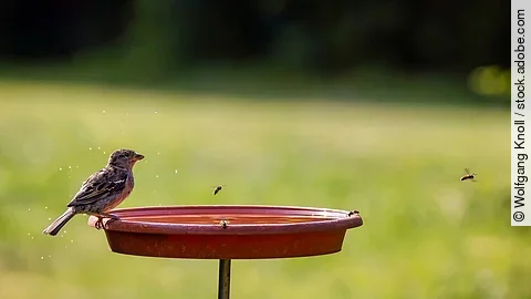 Ein Spatz, Bienen und Wespen trinken an einer Vogeltränke. Diese ist mithilfe eines Stabs erhöht plaziert.