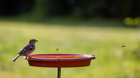 Ein Spatz, Bienen und Wespen trinken an einer Vogeltränke. Diese ist mithilfe eines Stabs erhöht plaziert.