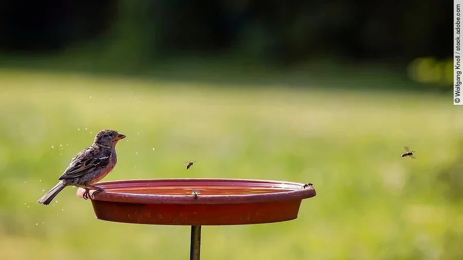Ein Spatz, Bienen und Wespen trinken an einer Vogeltränke. Diese ist mithilfe eines Stabs erhöht plaziert.