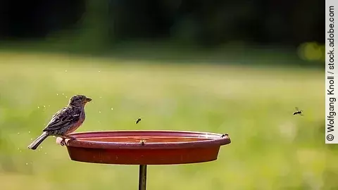Ein Spatz, Bienen und Wespen trinken an einer Vogeltränke. Diese ist mithilfe eines Stabs erhöht plaziert. Ein Spatz, Bienen und Wespen trinken an einer Vogeltränke. Diese ist mithilfe eines Stabs erhöht plaziert.