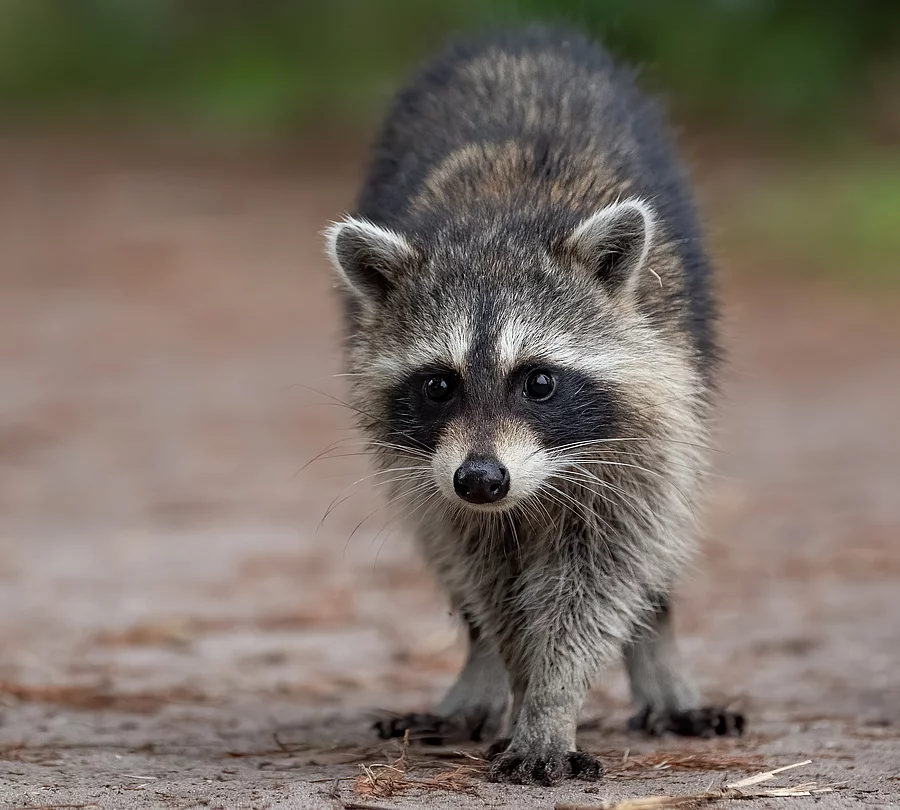 Waschbär Waschbär