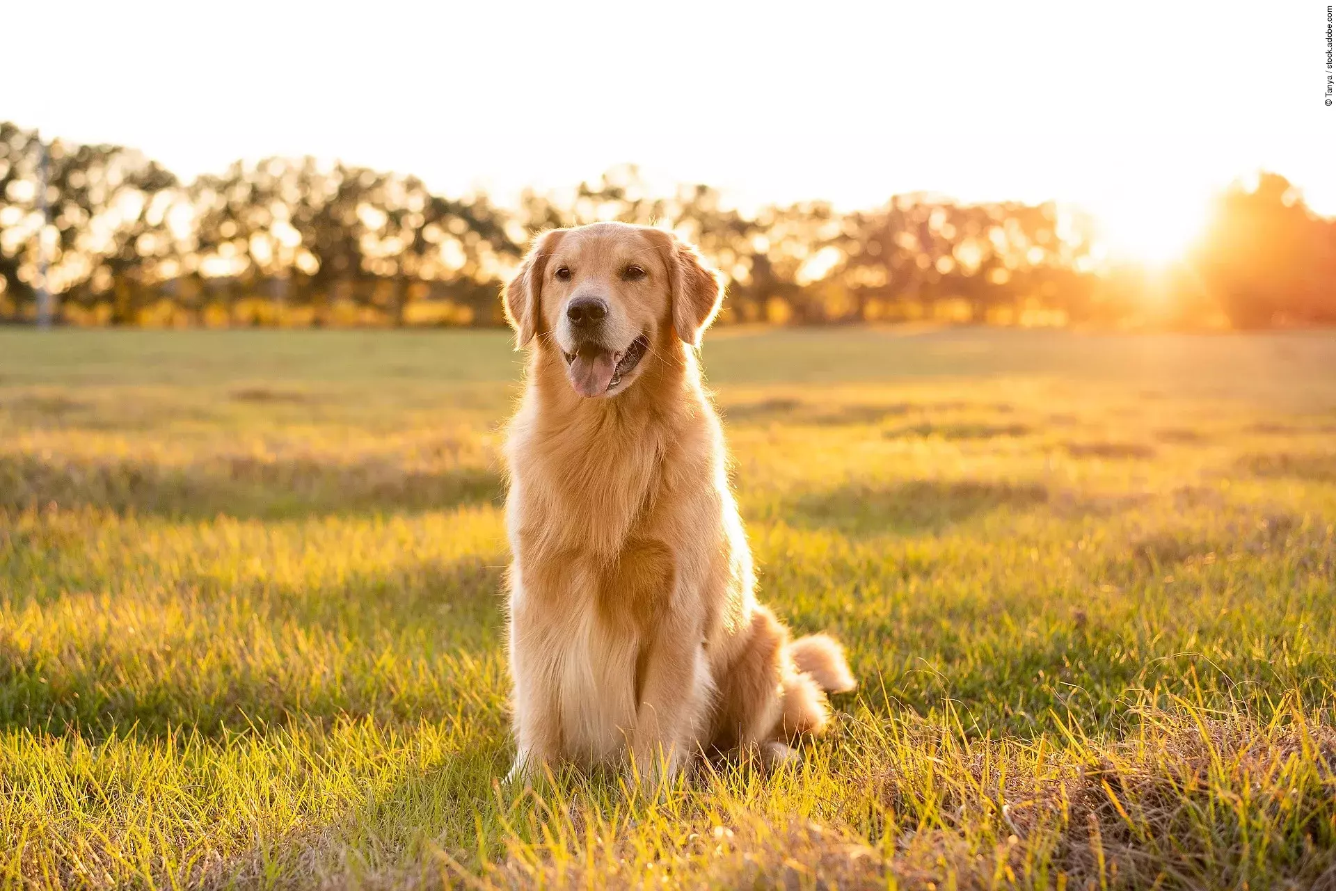 Golden Retriever