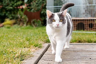 Katze