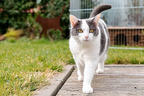 Katze