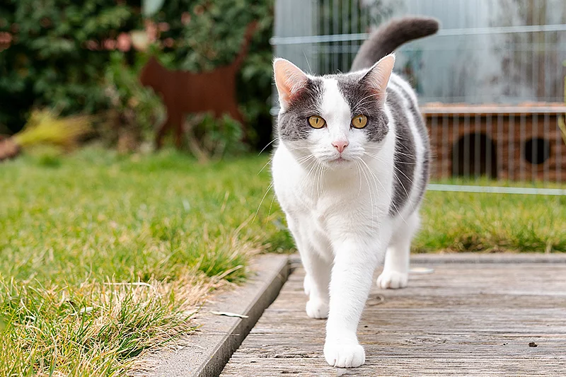 Katze