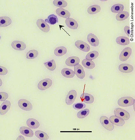 Im Blutaustrich einer Schildkröte erkennt man einen mit schwarzem Pfeil markierten Lymphozyt und einen mit rotem Pfeil markierten Thrombozyt.