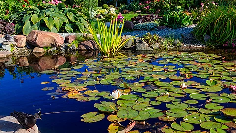 Aufnahme von einem Teich mit Seerosen. Um den Teich herum sind Pflanzen und Steine dekorativ angelegt. Links neben dem Teich steht ein kleiner schwarzer Vogel. Das Wasser erscheint dunkelblau.   
