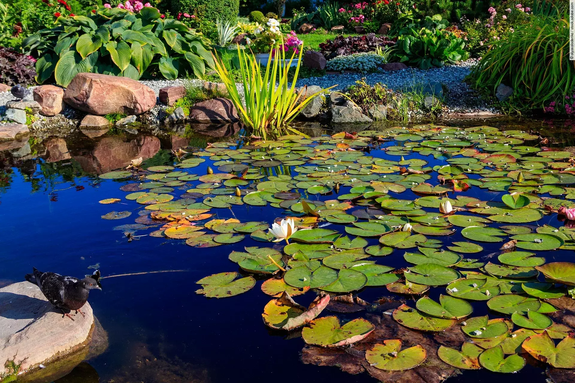 Aufnahme von einem Teich mit Seerosen. Um den Teich herum sind Pflanzen und Steine dekorativ angelegt. Links neben dem Teich steht ein kleiner schwarzer Vogel. Das Wasser erscheint dunkelblau.   