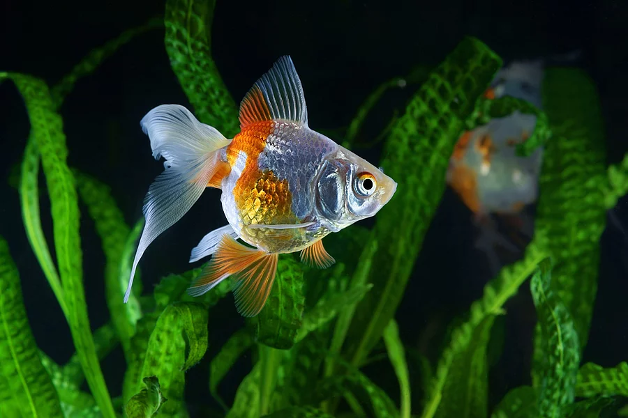 Goldfish, aquarium, a fish on the background of aquatic plants Ein Goldfisch schwimmt durch ein Aquarium.