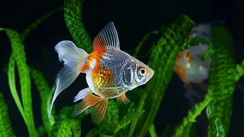 Ein Goldfisch schwimmt durch ein Aquarium.