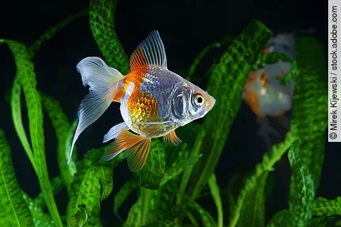 Ein Goldfisch schwimmt durch ein Aquarium.