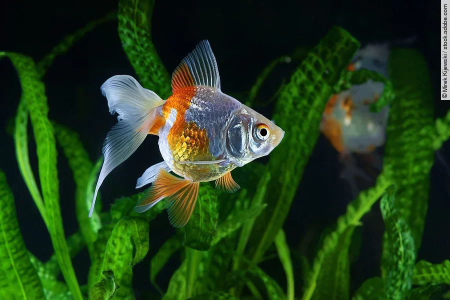 Ein Goldfisch schwimmt durch ein Aquarium.