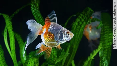 Ein Goldfisch schwimmt durch ein Aquarium.