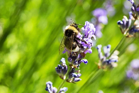 Hummel an Lavendelblüte