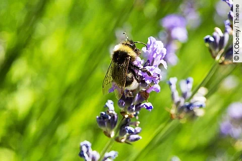 Hummel an Lavendelblüte