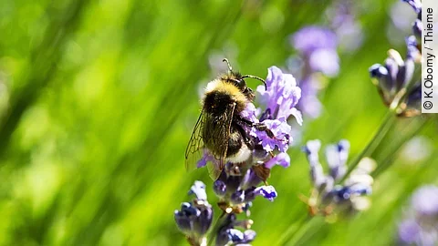 Hummel an Lavendelblüte