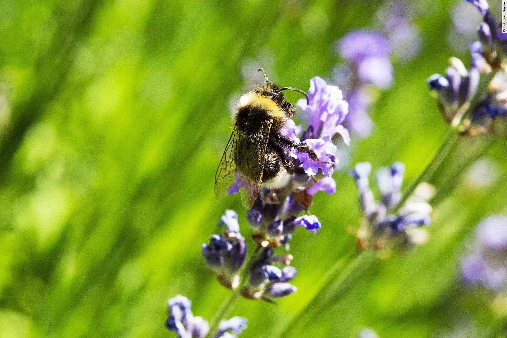 Hummel an Lavendelblüte