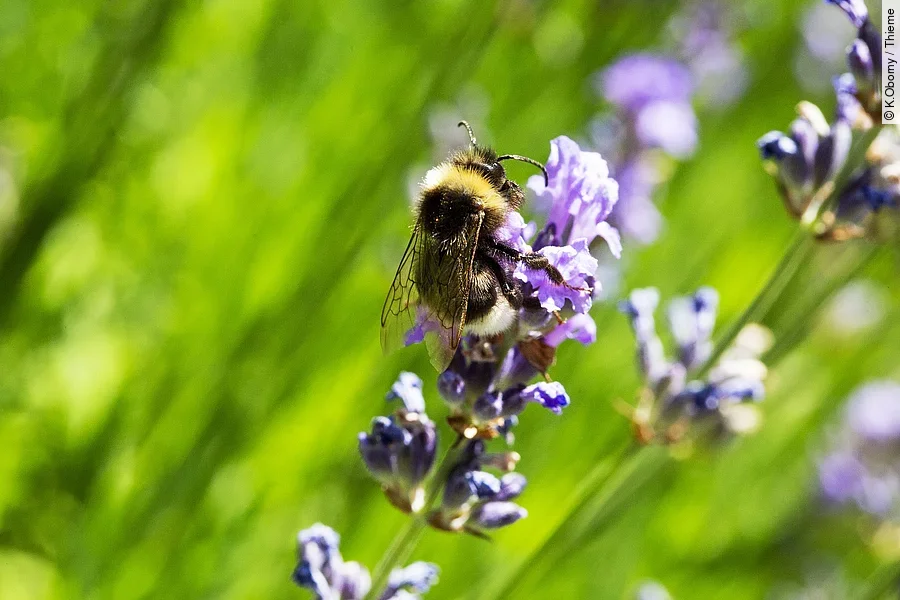 Hummel an Lavendelblüte Hummel an Lavendelblüte