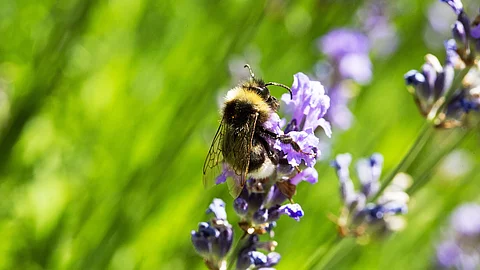 Hummel an Lavendelblüte