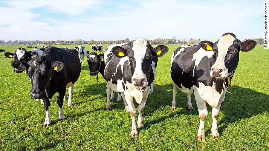Eine Herde Kühe steht auf einer grünen Weide. Die Kühe haben schwarz-weiß geflecktes Fell. Drei Tiere stehen vorne und schauen in die Kamera. Der Himmel ist hellblau und es herrscht gutes Wetter