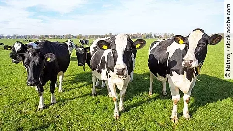 Eine Herde Kühe steht auf einer grünen Weide. Die Kühe haben schwarz-weiß geflecktes Fell. Drei Tiere stehen vorne und schauen in die Kamera. Der Himmel ist hellblau und es herrscht gutes Wetter